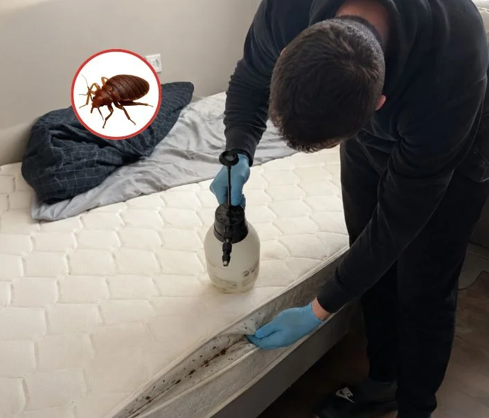 Technicien traitant un matelas contre les punaises de lit à Galluis